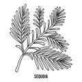 Coloring book, Sequoia branch