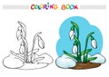 Coloring book. Snow melts, grow the first spring flowers - snowdrops.