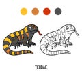 Coloring book, Teiidae Royalty Free Stock Photo