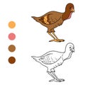 Coloring book (turkey chick)