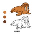 Coloring book, Walrus