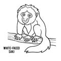 Coloring book, White-faced saki