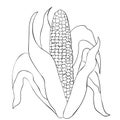 Coloring Corn in the cob with leaves Vector illustration