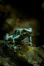 Coloring dart frog (Dendrobates auratus) perched atop a rocky surface Royalty Free Stock Photo