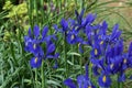 Dutch Iris blue