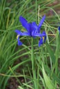 Dutch Iris blue