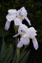 Dutch Iris / White