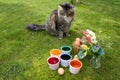Coloring Eggs - Cat Watching Royalty Free Stock Photo