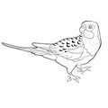 Coloring exotic tropics parrot roseella. vector illustration