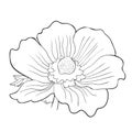 Coloring flower bloom japanese anemone. vector illustration