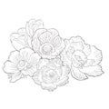 Coloring flower bloom japanese anemone. vector illustration