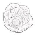 Coloring flower bloom japanese anemone. vector illustration