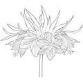 Coloring Fritillaria imperialis flower paradise tree. vector il