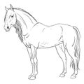 Coloring page horse