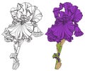 Coloring Iris flower, color and outline options