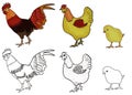 Cock, hen, chick animals coloring Royalty Free Stock Photo