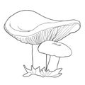 Coloring with natural mushrooms russula vector illustration