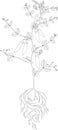 Coloring page. Pea plant with fruits, leaves and root system