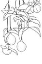 Adult coloring book,page a plant with fruits,line art style illustration.