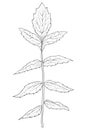 Adult coloring book,page a plant,line art style illustration.