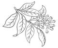 Adult coloring book,page a plant,line art style illustration.