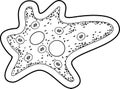 Coloring page. Amoeba proteus with nucleus, contractile vacuole and other organelles Royalty Free Stock Photo