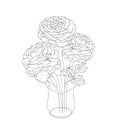 Ranunculus flower drawing hand draw flower vase illustration, vector sketch, decorative pencil art, bouquet of coloring page, Royalty Free Stock Photo