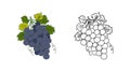 Coloring page of a bunch of blue grapes Royalty Free Stock Photo