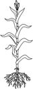 Coloring page with corn maize plant with leaves, root system and male flowers