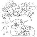 Coloring page with cute christmas raccoon in festive sock, outline illustration with xmas attributes