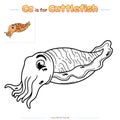 Coloring Page Cuttlefish Squid