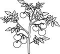 Coloring page. Determinate tomato plant with leaf and ripe tomatoes Royalty Free Stock Photo