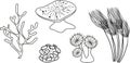 Coloring page. Different corals