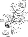 Coloring page. Different stages of development of Colorado potato beetle or Leptinotarsa decemlineata on damaged potato leaf