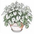 Pothos Coloring Page For Children: Haworthia Fasciata Plant