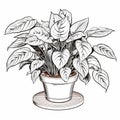 Pothos Coloring Page For Children: Haworthia Fasciata Plant In Cartoon Style