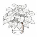 Pothos Coloring Page For Children: Easy-to-color Haworthia Fasciata Plant