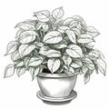 Pothos Coloring Page For Kids: Haworthia Fasciata Plant In Cartoon Style