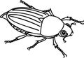 Coloring page with female cockchafer or May bug