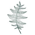 Coloring page fern leaf. Isolated pattern.