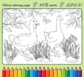 Coloring page with gooses