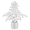 Coloring page with guzmania flower, house plant in pot Royalty Free Stock Photo