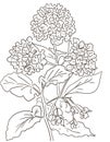 Coloring page hydrangea flowers garden on white background leaves branches graphic cute picture Royalty Free Stock Photo