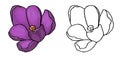 Coloring page. illustration of crocus, great design for any purposes. Outline flowers and little flowers in color.