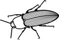 Coloring page. Imago of Click beetle