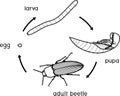 Life cycle of Click beetle wireworm.