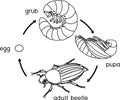 Life cycle of cockchafer. Sequence of stages of development of cockchafer Melolontha sp. from egg to adult beetle