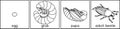 Life cycle of cockchafer. Sequence of stages of development of cockchafer Melolontha sp. from egg to adult beetle