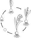 Coloring page with life cycle of Siberian squill or Scilla siberica.