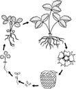 Coloring page with Life cycle of strawberry Royalty Free Stock Photo